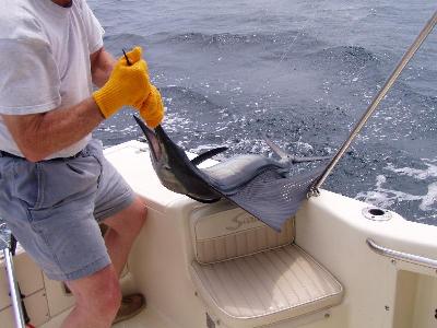 Sailfish