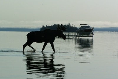 mooseandboat