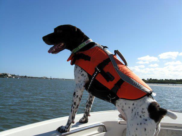 Dog Lifejacket