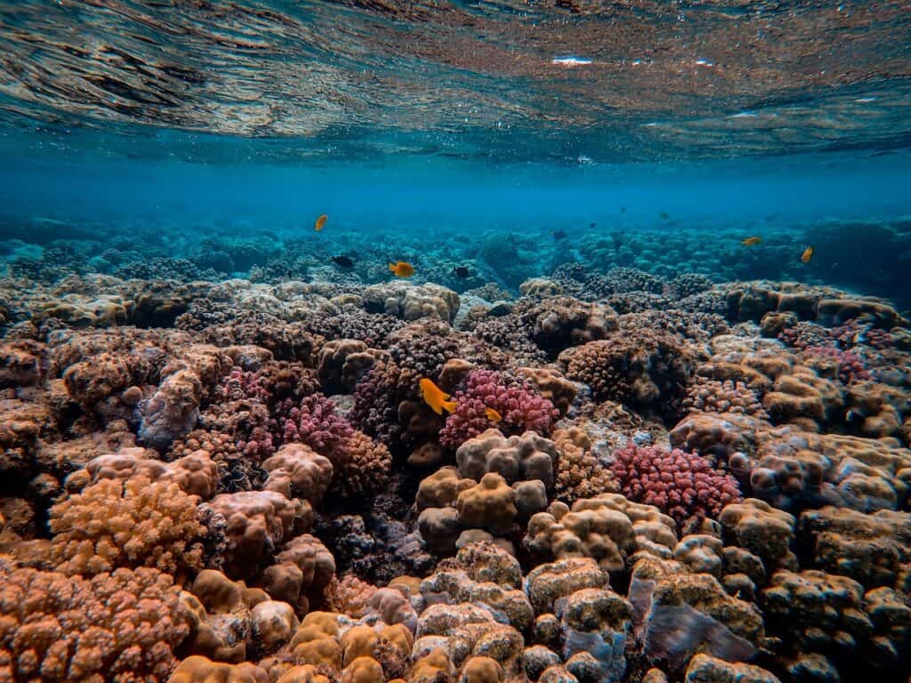 bumphead parrotfish on a fly reef
